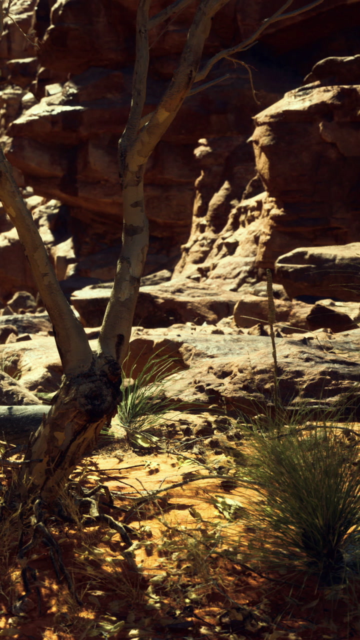 Vibrant landscape of rocky terrain and desert flora in the late afternoon sun