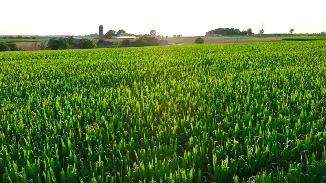 Tall corn