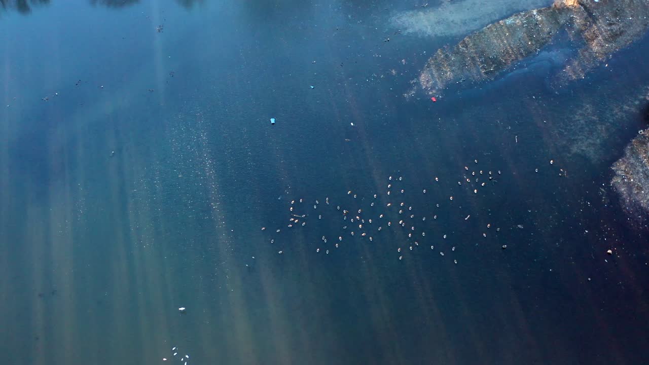 새가 있는 부분적으로 얼어붙은 호수 바로 위의 하향식 보기, 하나는 날고 있습니다.