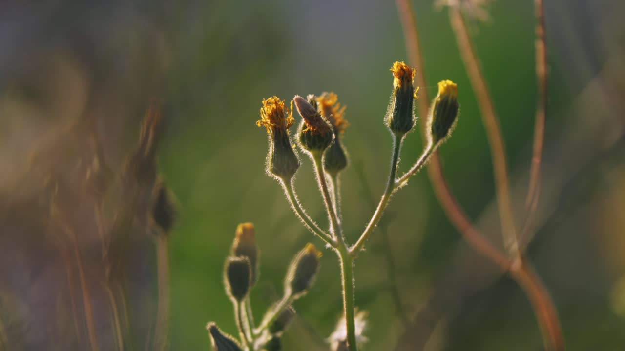 Hypochaeris radicata, wildflower catsear flatweed plant in meadow, windy day