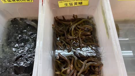 live freshwater yellow eels and catfishes sold in a local wet market in singapore chinatown