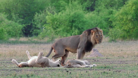 adult male lion urinates and marks his territory next to two lionesses in his pride