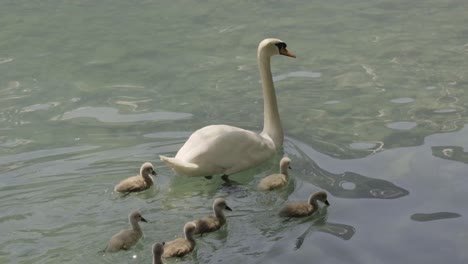 swan with baby swans on lake