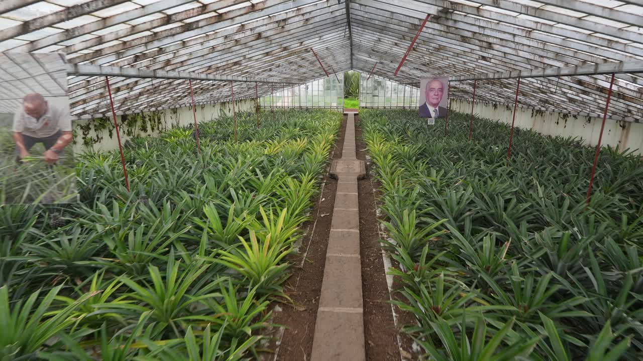 Pineapple fruit plantation greenhouse on the island of Sao Miguel, Azores, Portugal.