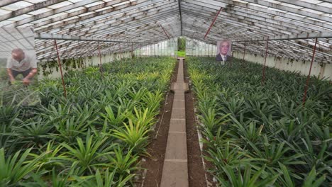 pineapple fruit plantation greenhouse on the island of sao miguel, azores, portugal.