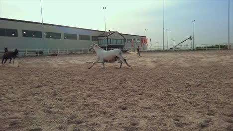 horse training slow movement slow motion