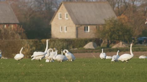 Una-Bandada-De-Cisnes-Cantores-Descansando-En-La-Pradera-En-El-Tiempo-De-Migración-Iluminación-De-La-Hora-Dorada