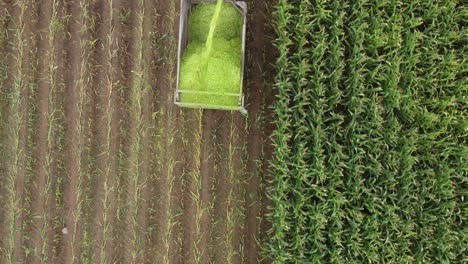 Tractor-blows-corn-silage-chopped-by-forage-harvester