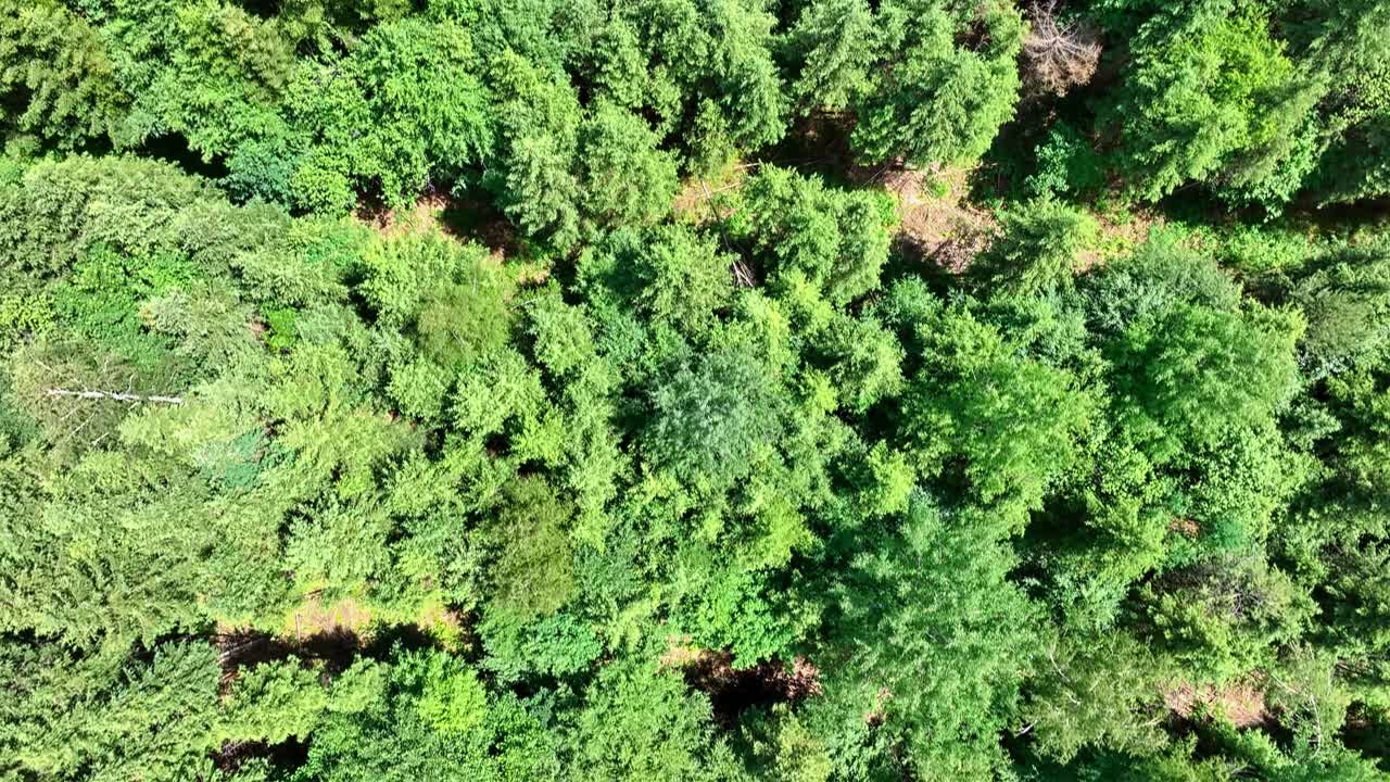 vuelo con drones sobre los recursos naturales del bosque.