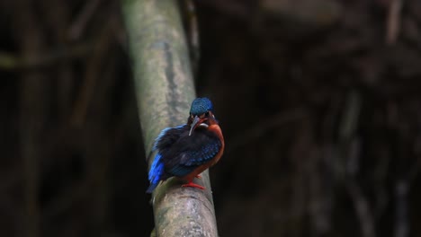 mirando hacia la cámara y luego acicala su ala derecha y plumas en su espalda