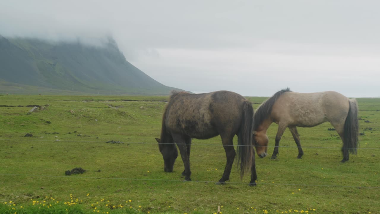 caballos islandeses en el viento en un campo verde, jugando y comiendo, mientras las flores silvestres florecen con las montañas en el fondo