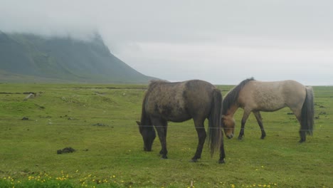 icelandic horses in the wind in a green field, playing and eating, as wildflowers bloom with mountains in the background