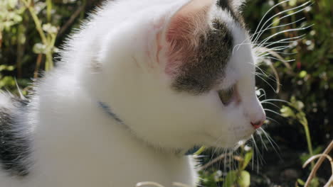 kitten close-up in a garden on a sunny day