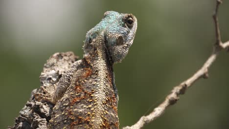 primer plano: lagarto agama de cabeza azul en rama, fondo desenfocado