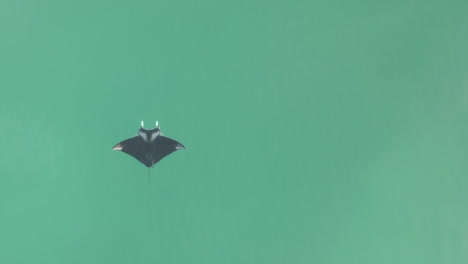 antena: manta raya se desliza en agua clara, copie el espacio a la derecha del marco