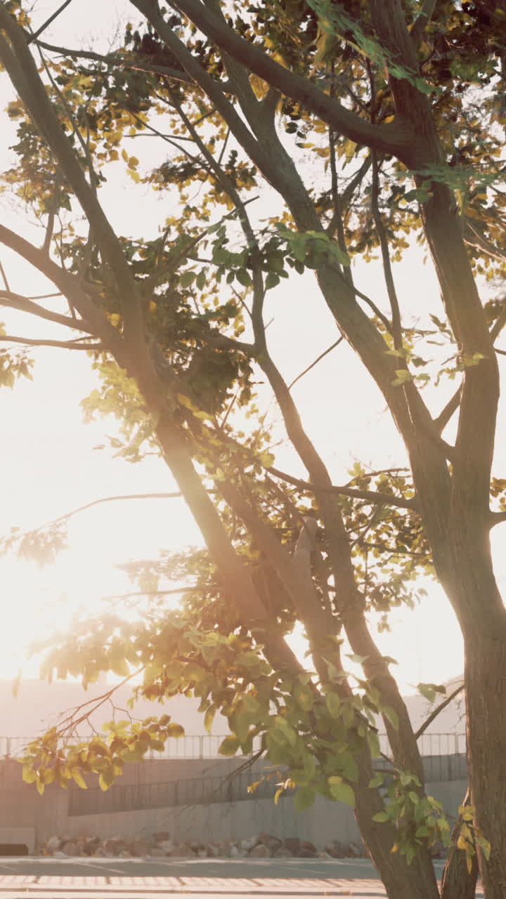 공원 에서 빛 을 받은 나무 가지 들