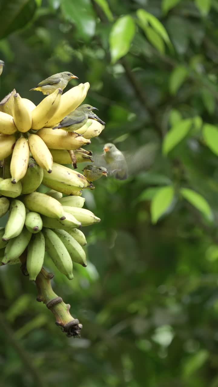 Group Orange-bellied flowerpecker birds flying and eating bananas in the garden. Vertical orientation footage with green nature background