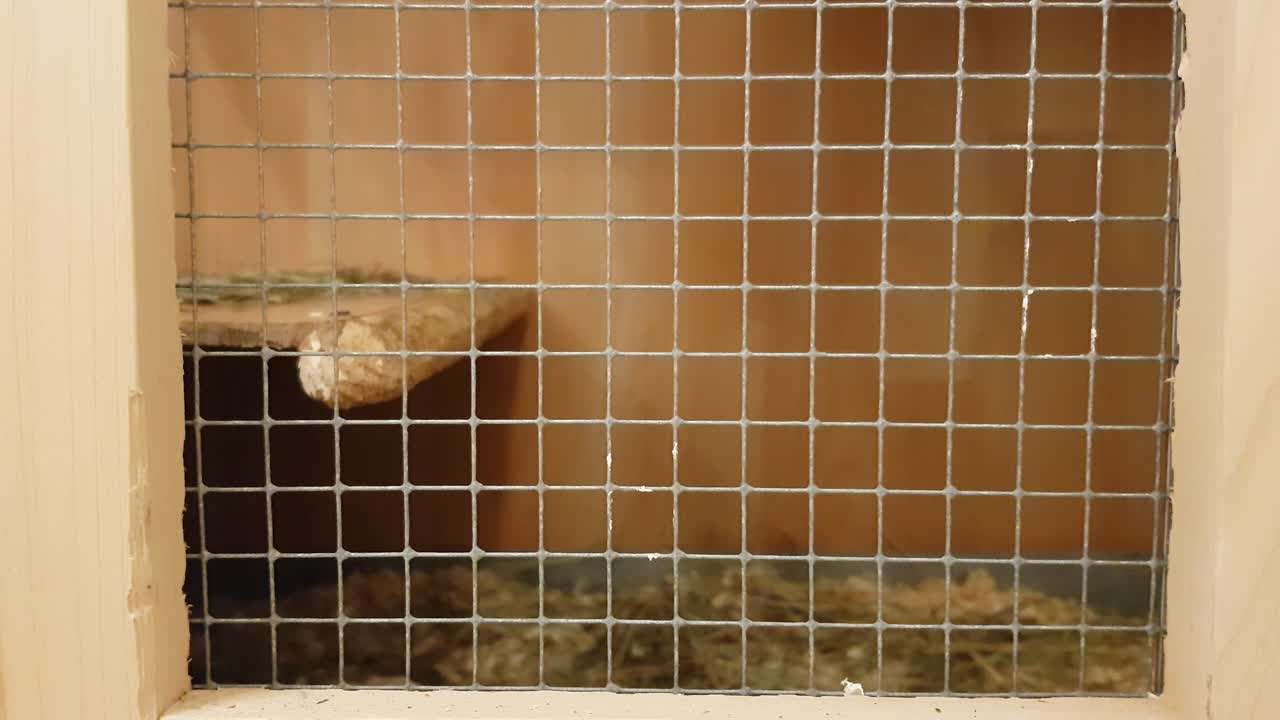 Süßes erwachsenes Chinchilla in einem Holzkäfig, das eine Rosine isst, die ihm von einer Frau gereicht wird
