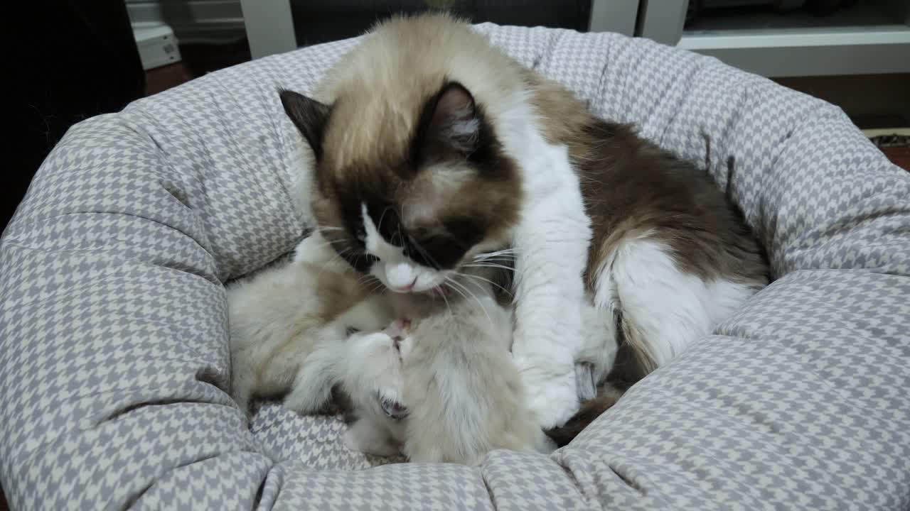 Famiglia di mamma e gattini: adorabili gattini Ragdoll appena nati.