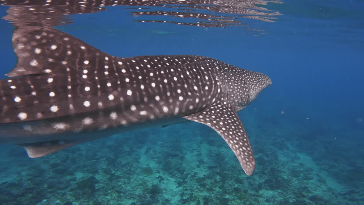 el tiburón ballena nada lentamente a la deriva solo en aguas claras y abiertas en la superficie del resplandor del sol al nivel de los ojos desde la nariz hasta la cola cerrada