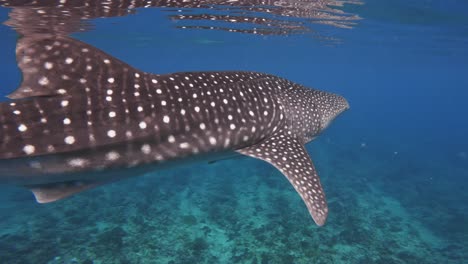 whale shark slowly swims drifting alone in clear open water on surface sun glare eye level from nose to tail closeup