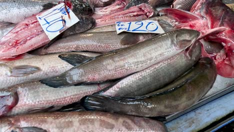 assorted fish being arranged on ice for sale