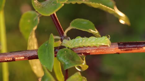 Caterpillar-diamondback-moth-(Plutella-xylostella),-sometimes-called-the-cabbage-moth,-is-a-moth-species-of-the-family-Plutellidae-and-genus-Plutella.-Pest-of-crops