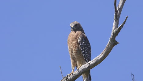 falco dalle spalle rosse appollaiato su un ramo