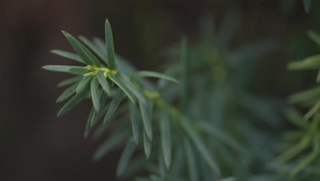 Soft-Focus-close-up-view-of-green-plant-in-dark-forrest