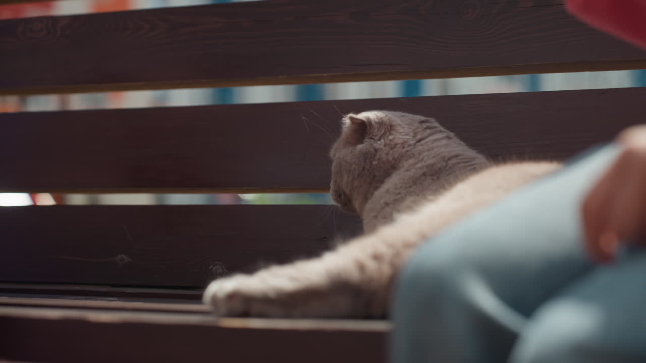 Gatto grigio su una panchina con due donne caucasiche che offrono un bocconcino con un cucchiaio, scambio delicato e gatto curioso che assaggia il boccone, skyline della città sullo sfondo, mani che si allungano, atmosfera di amicizia rilassata, di giorno