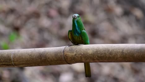 el abejaruco de barba azul se encuentra en la península de malaya, incluida tailandia, en claros de bosques particulares
