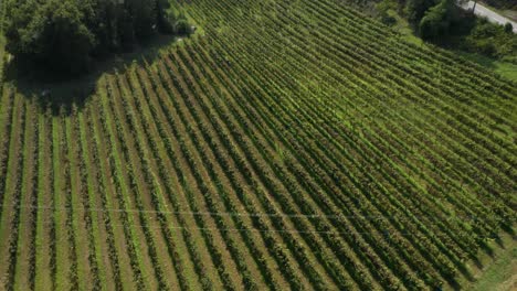 Luftaufnahme-Des-Grünen-Weinbergfeldes-In-Portugal,-Weinbau-Weinrebenfarm