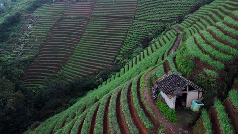 panyaweuyan plantation