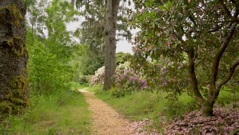 rhododendron garden in reedsport, oregon. panning shot of park.