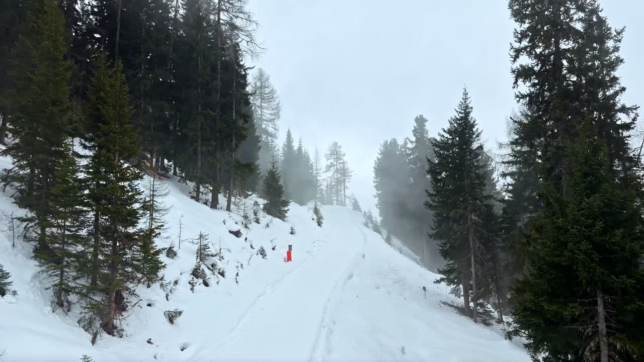 Uno sciatore solitario con una giacca rossa percorre un sentiero innevato attraverso una foresta sempreverde nebbiosa. Ideale per contenuti di sport invernali o di viaggio.
