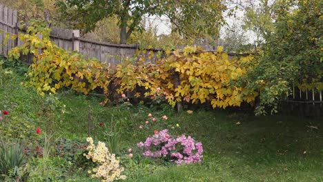 Pequeña-Planta-De-Vid-Cerca-De-Una-Valla-De-Madera,-Temporada-De-Otoño