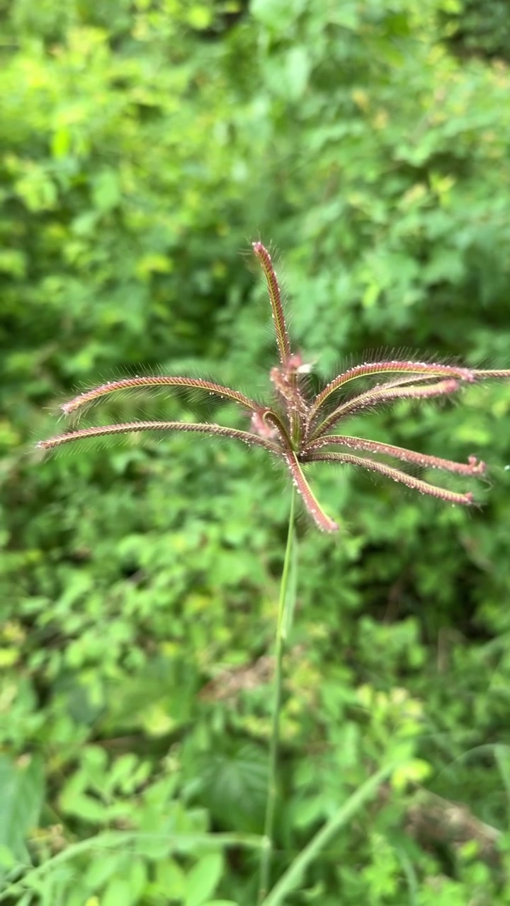 Primo piano di un fiore di erba selvatica che ondeggia nel vento