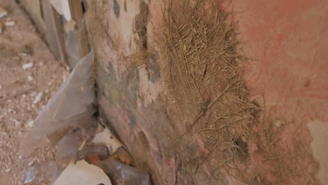 vegetation and mold on plaster of old house