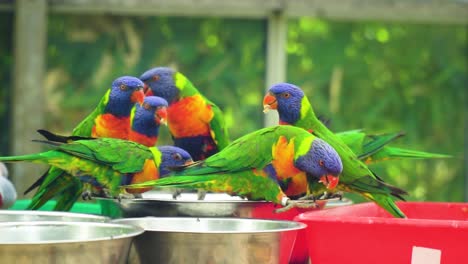 Loros-Divertidos-Mezcla-De-Colores-Tamaño-Expresiones-Faciales-Exóticas-Aves-Tropicales-Inusuales-Fondo-Borroso-Bebiendo-Juntos-En-Una-Casa-De-Cristal-Ventanas-De-Madera-Detrás-De-Ellos-Paisaje-Soleado-De-La-Tarde