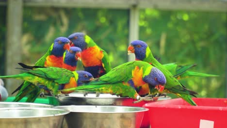 loros divertidos mezcla de colores tamaño expresiones faciales exóticas aves tropicales inusuales fondo borroso bebiendo juntos en una casa de cristal ventanas de madera detrás de ellos paisaje soleado de la tarde