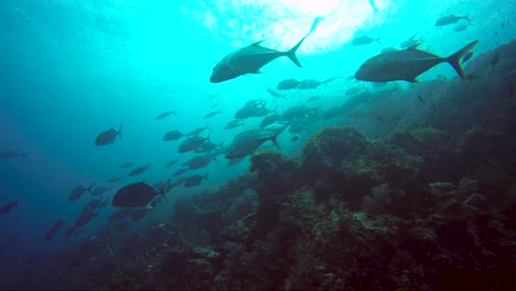 school of fish swim together across beautiful coral reef with sun above