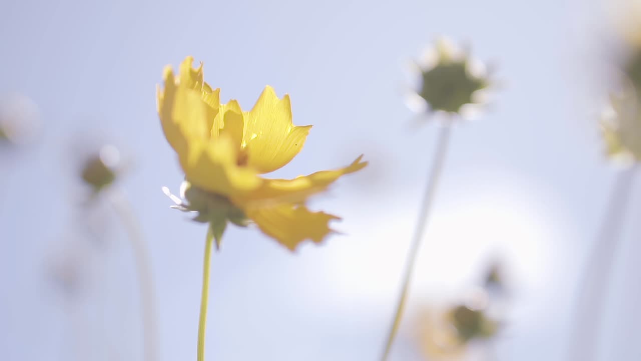 Beautiful yellow flowers gracefully dancing in the wind, their vibrant petals swaying to the gentle rhythm of nature's breath