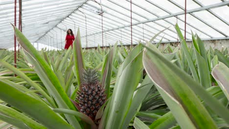 Una-Chica-Caucásica-Camina-Entre-Hojas-De-Piña-En-El-Invernadero-De-La-Isla-De-São-Miguel,-Azores.