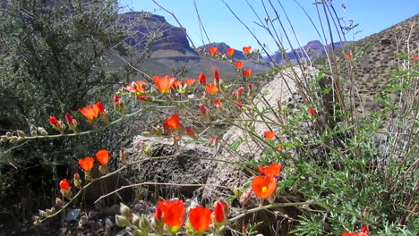 las flores silvestres crecen en el suroeste americano