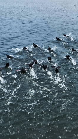 Flock of black ducks flying low over the water and making splashes. Grey water surface background. Vertical video