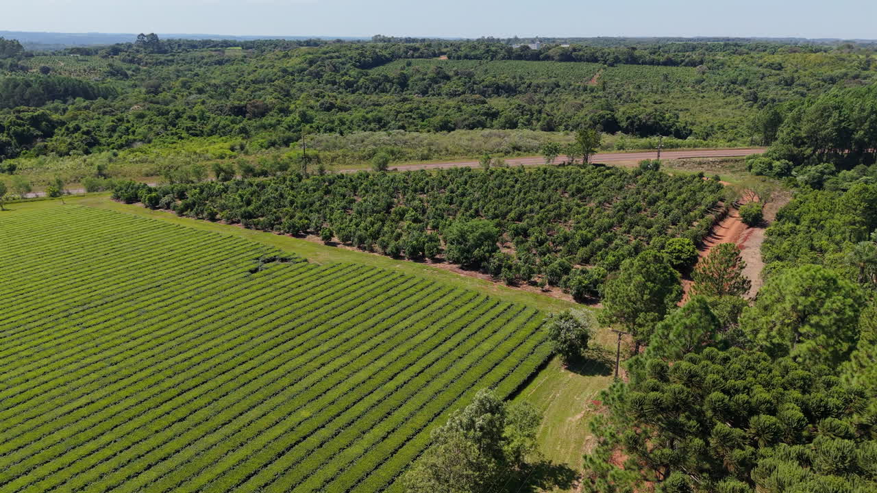 Aerial view of a large yerba mate and tea plantation in rural Misiones, Argentina, showing the organized rows of crops and surrounding lush green landscape, creating a geometrical pattern