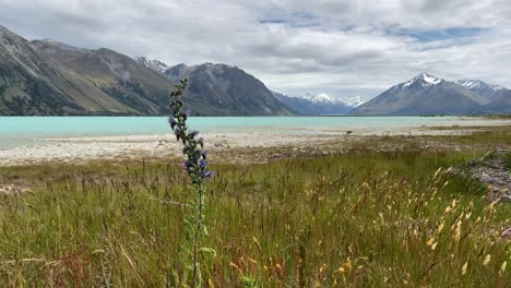 Viper&#39;s-Bugloss-Flor-Que-Crece-En-La-Orilla-Del-Lago-Tekapo,-Nueva-Zelanda