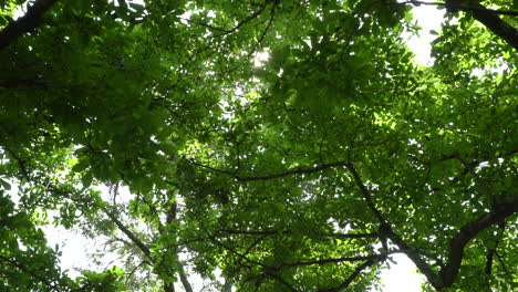 light peeking through the lush tree canopy in the spring - looking up pov from a person walking