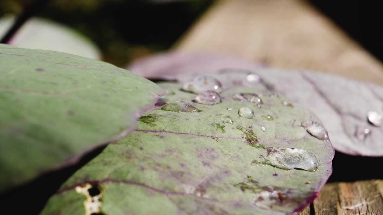 water drops on leaf super slow motion