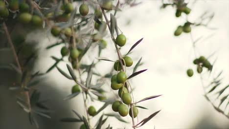 olive trees in a grove
